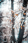 雪景