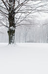 雪景