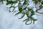 雪