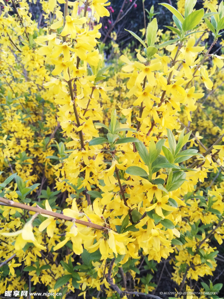 迎春花