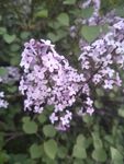 丁香花