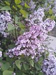 丁香花