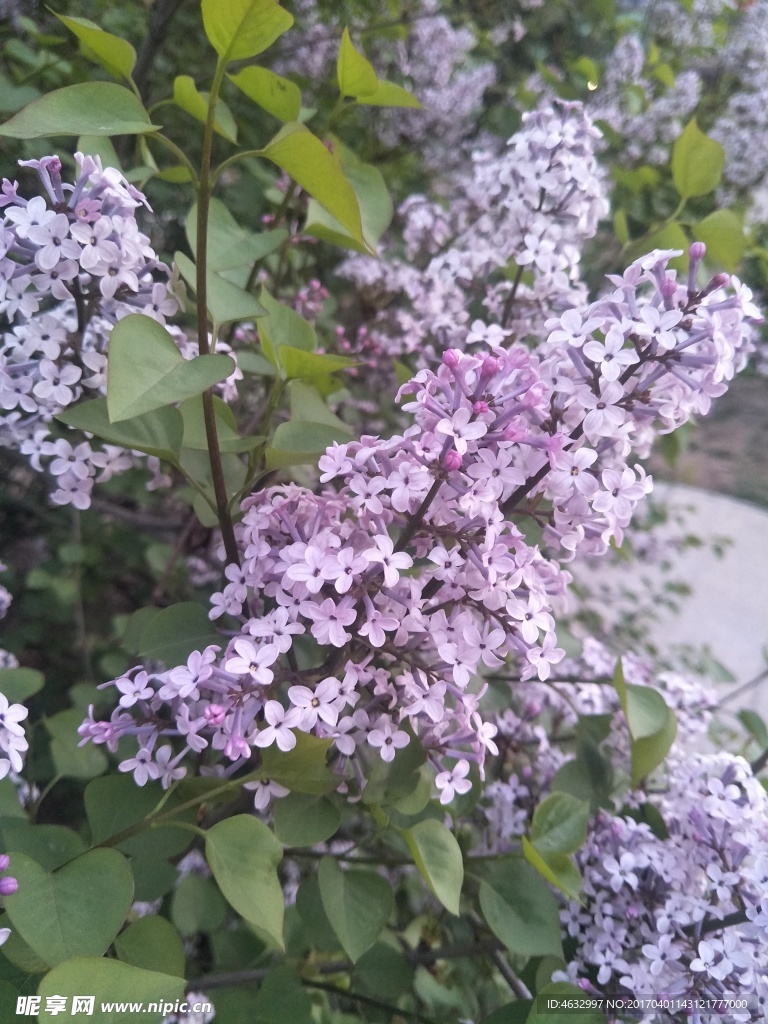 丁香花