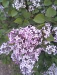 丁香花