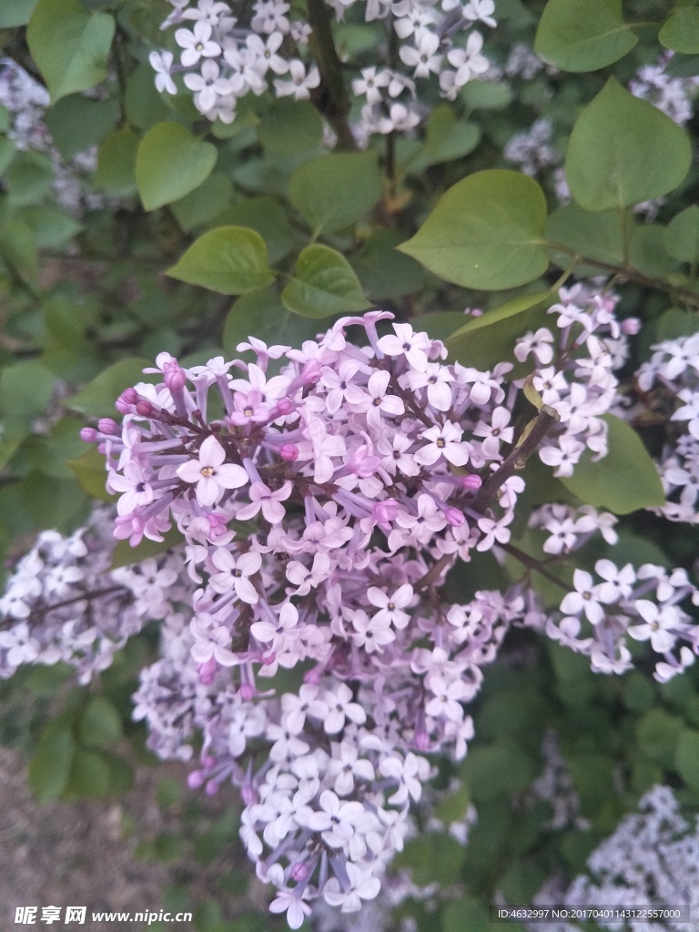 丁香花