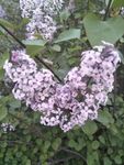 丁香花
