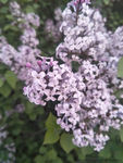 丁香花