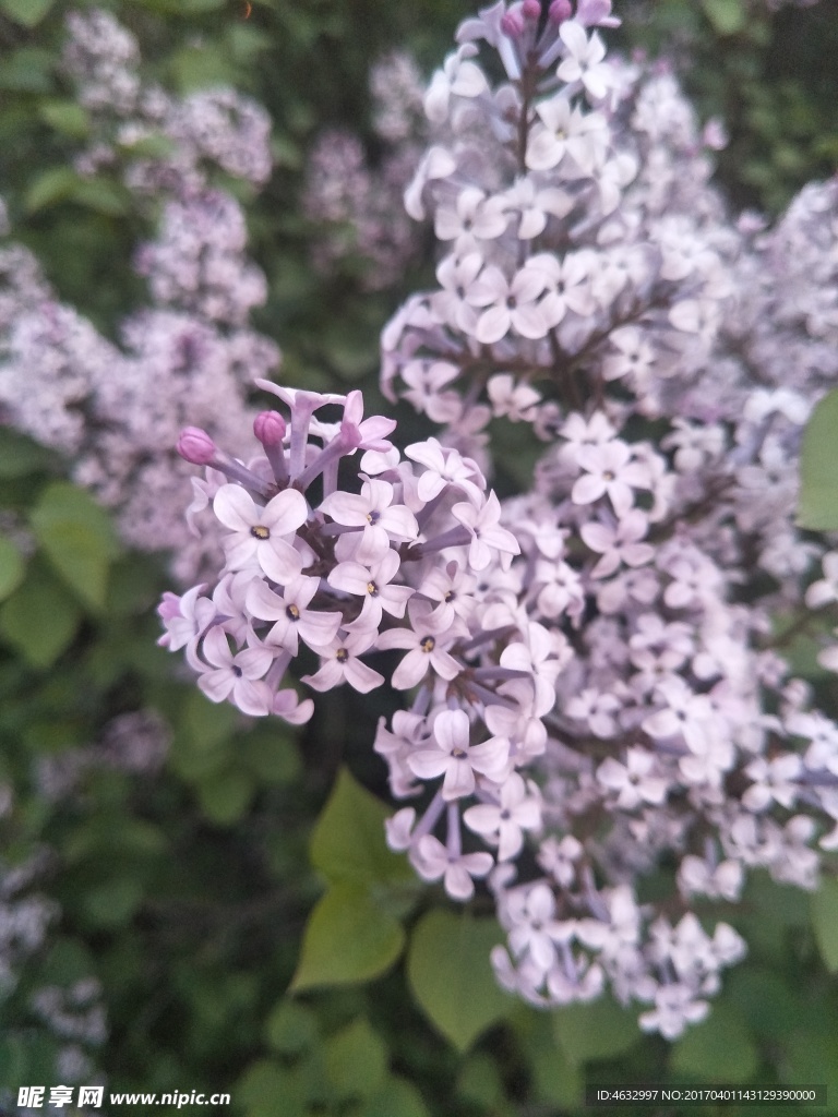 丁香花
