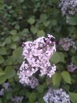 丁香花