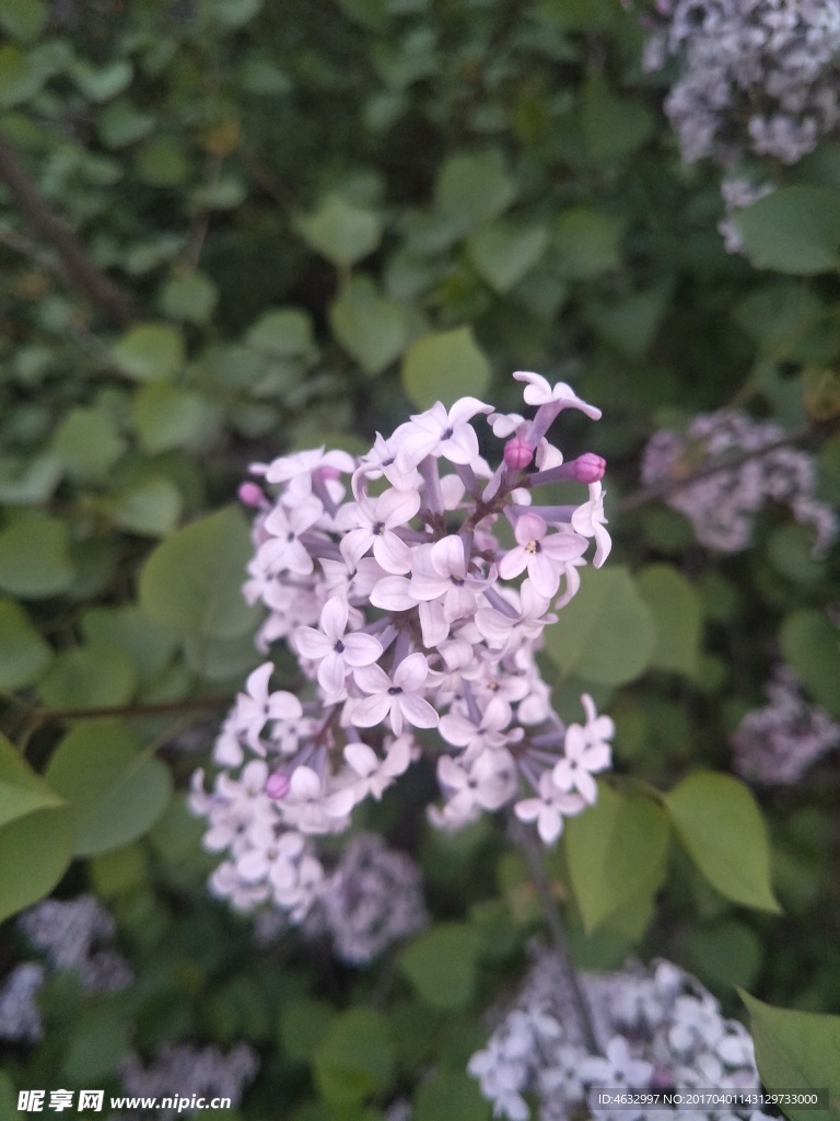 丁香花