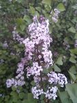 丁香花