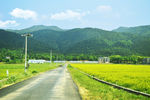 油菜花田野