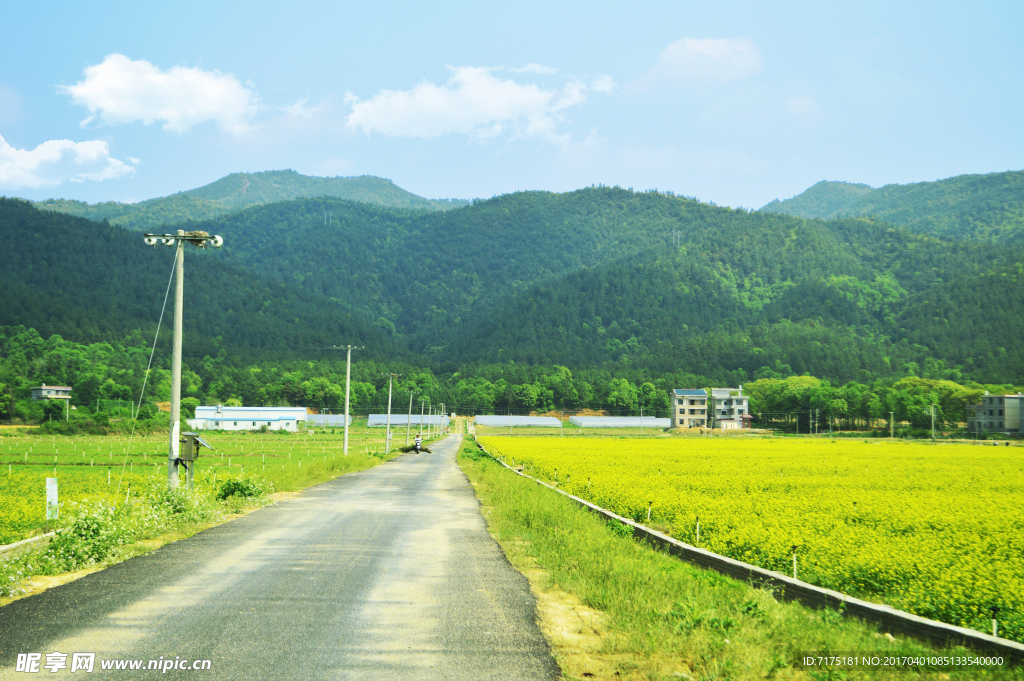 油菜花田野