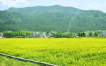 油菜花