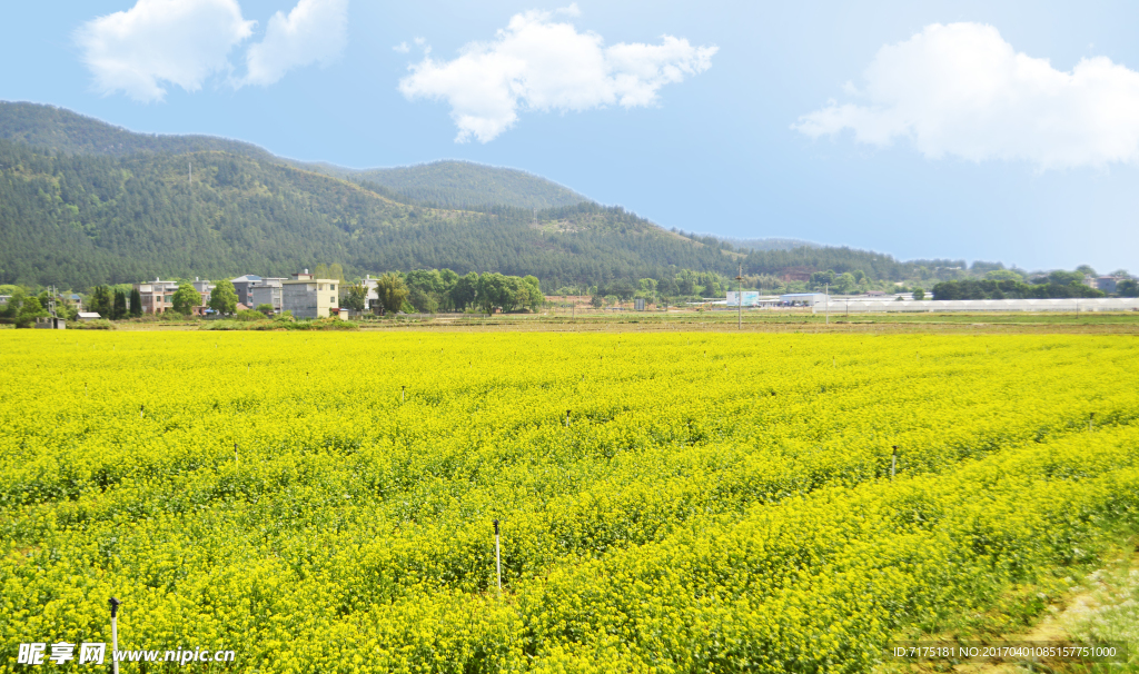 油菜花