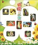 蝴蝶的一生