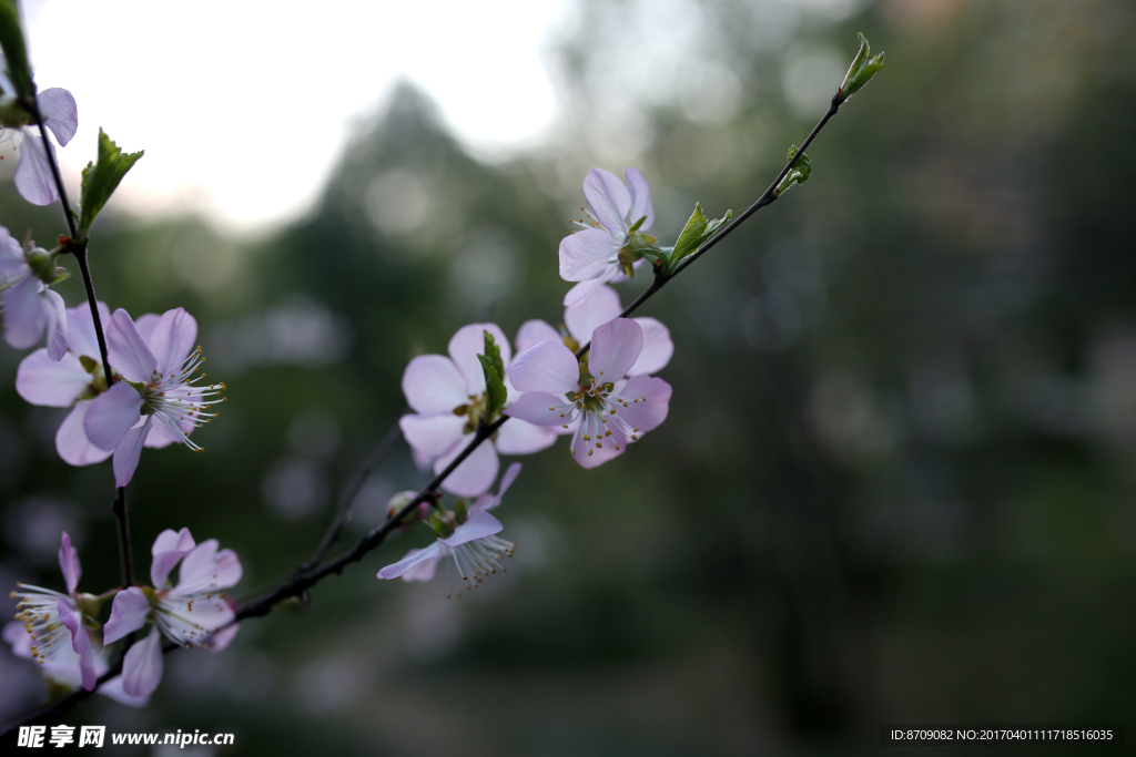 樱花