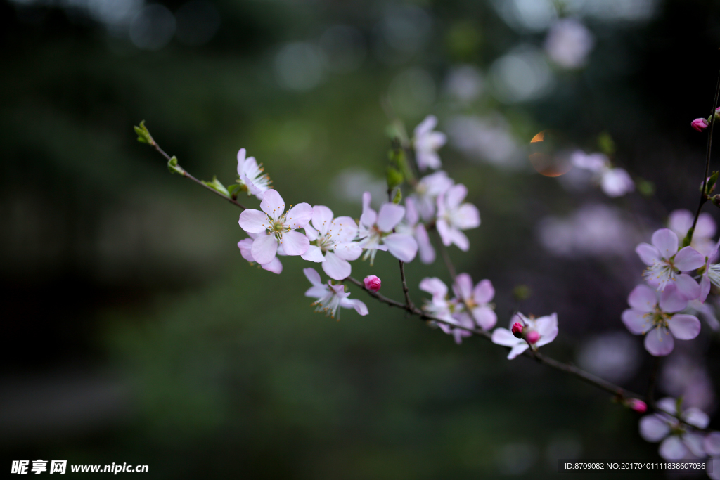 樱花