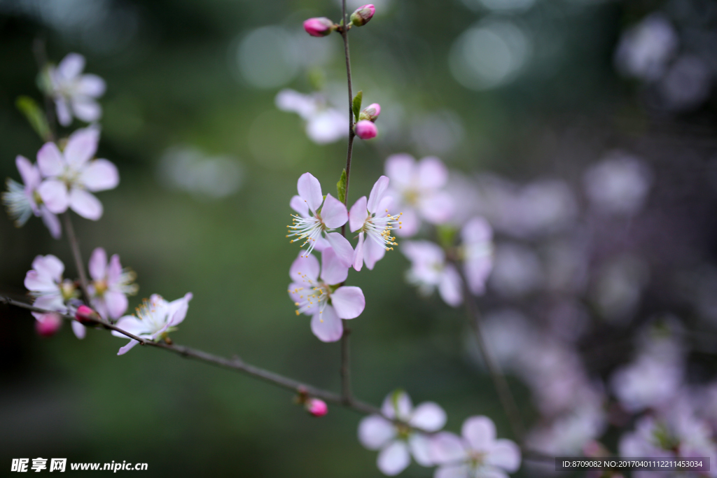 樱花