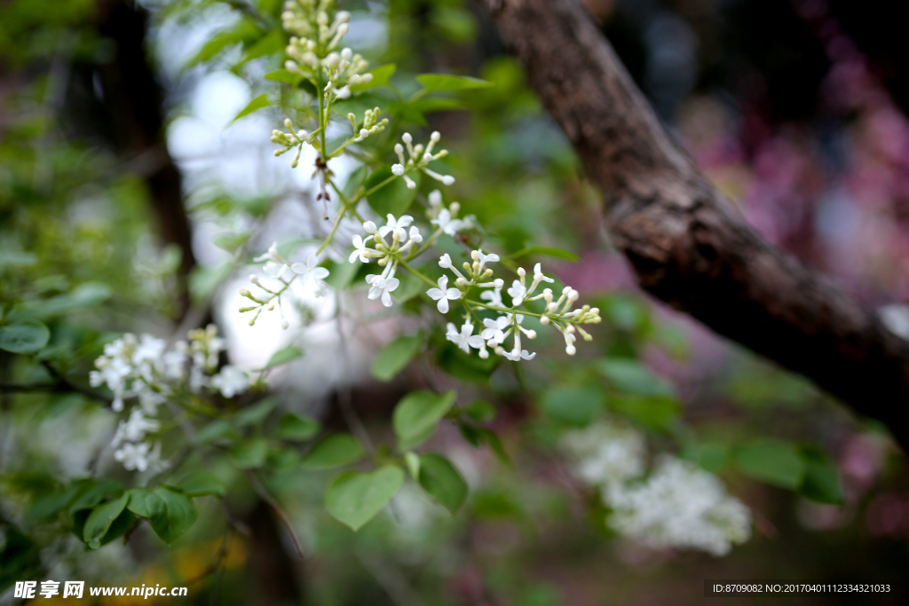 丁香花