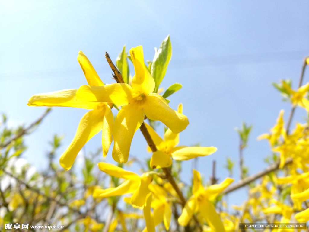迎春花