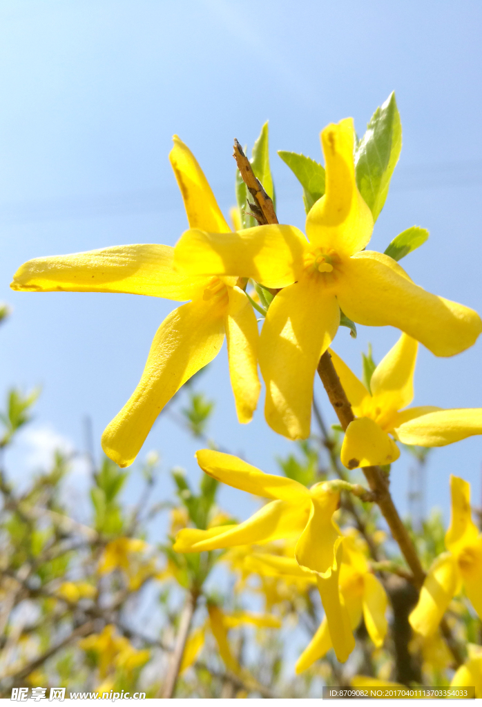 迎春花