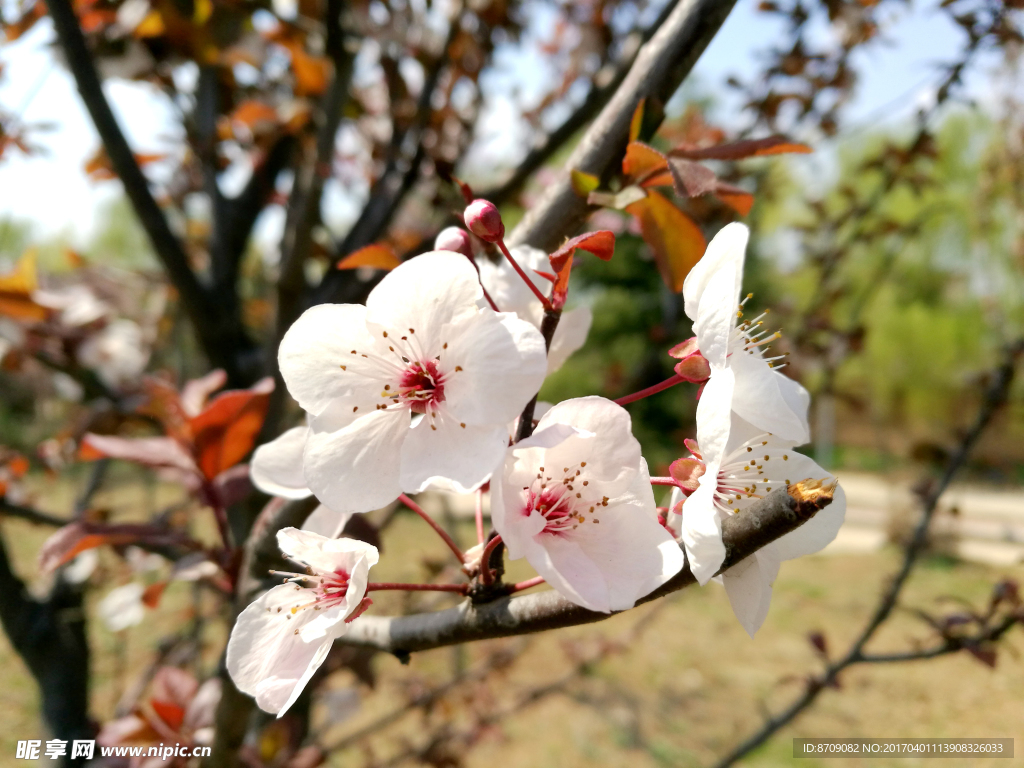 樱花