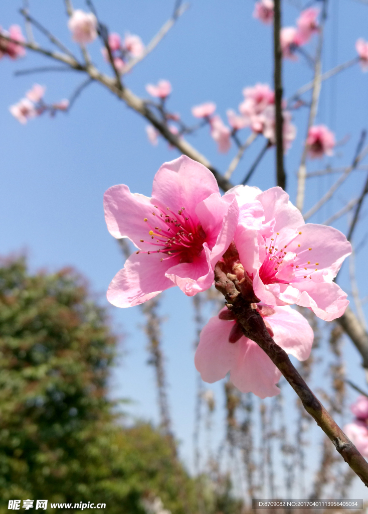樱花