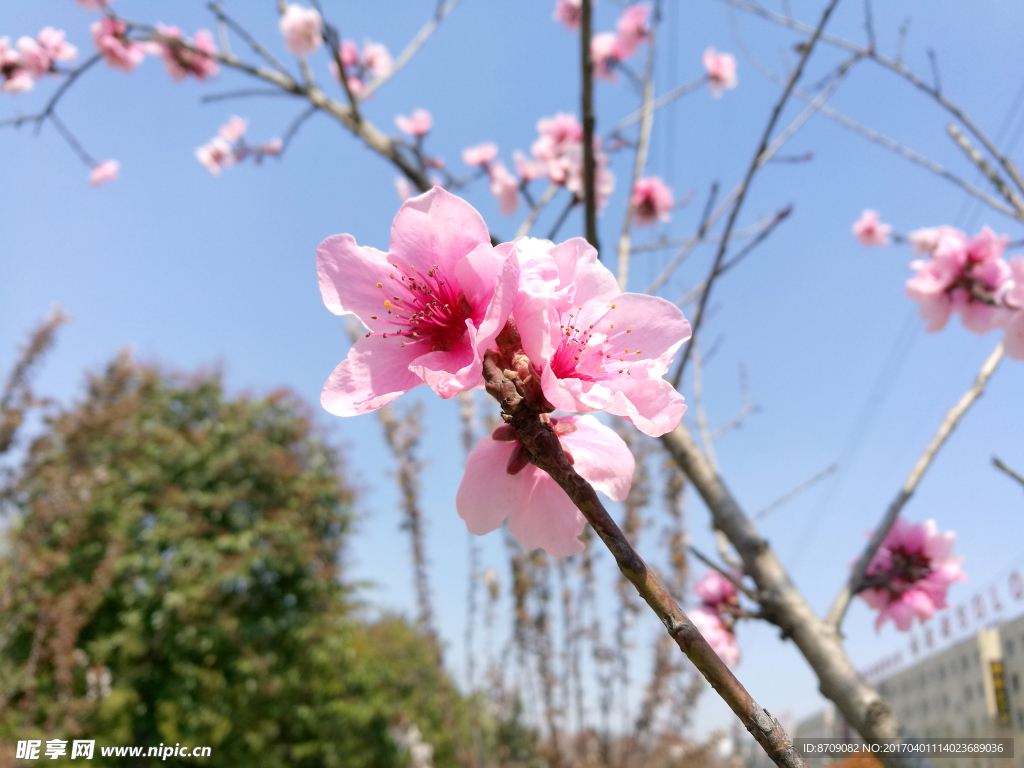 樱花