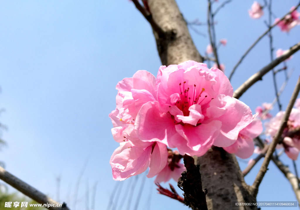 樱花