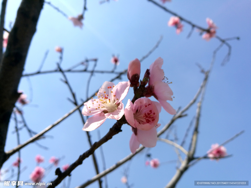 樱花