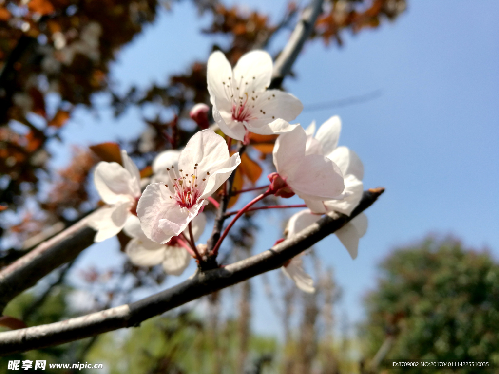 樱花