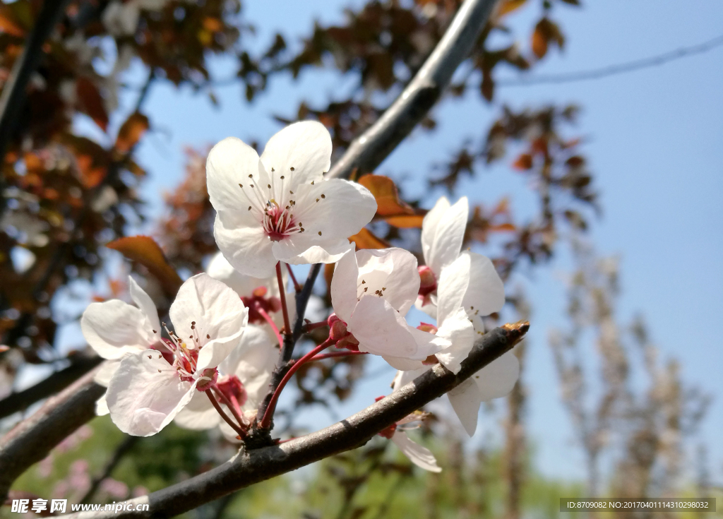 樱花