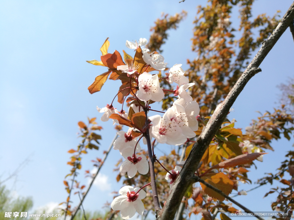 樱花