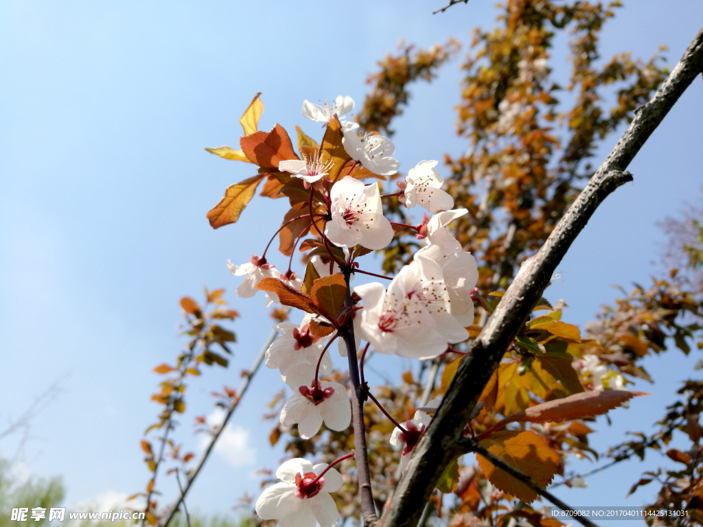 樱花