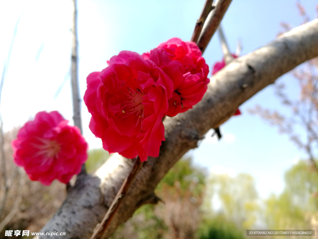 樱花