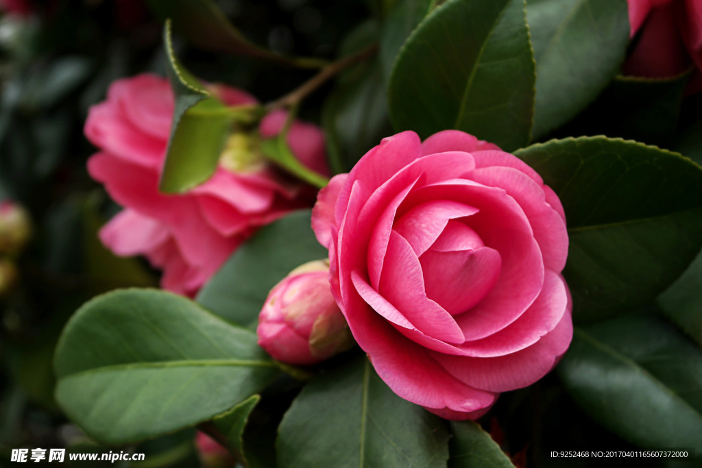 茶花