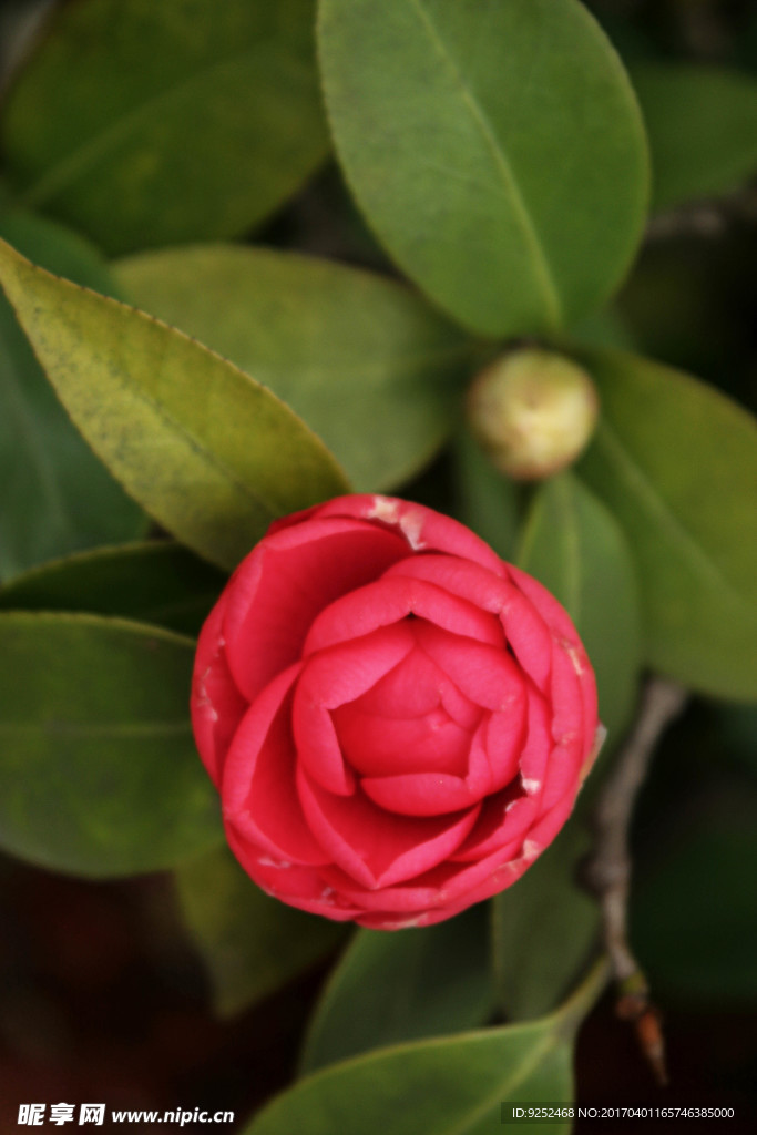 茶花