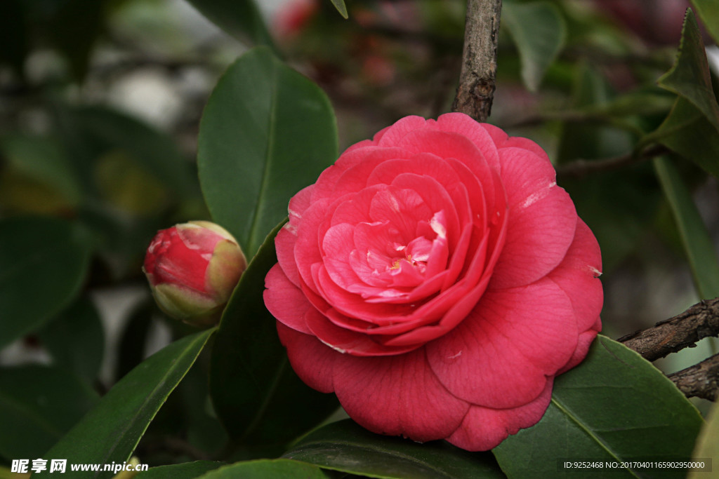 茶花
