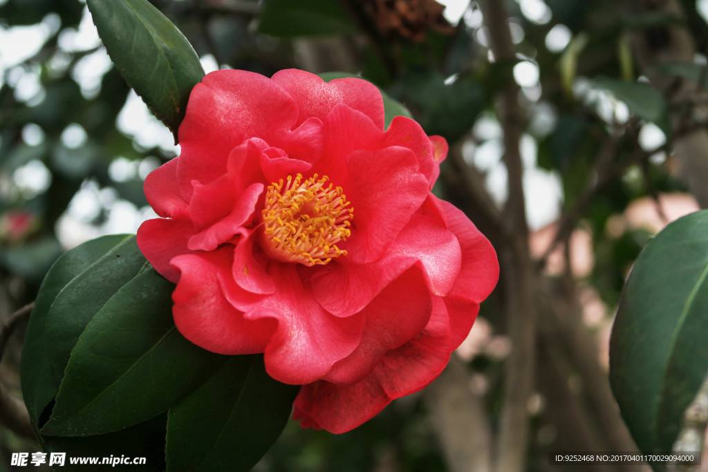 山茶花