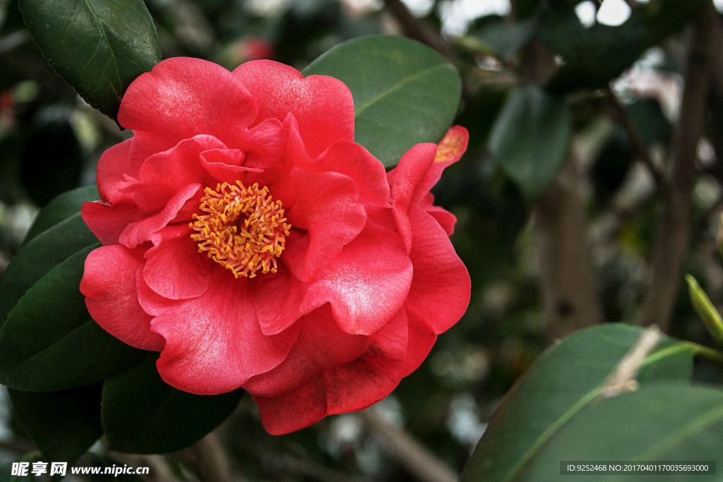 山茶花