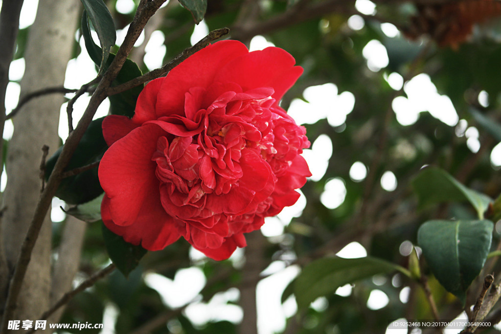 茶花