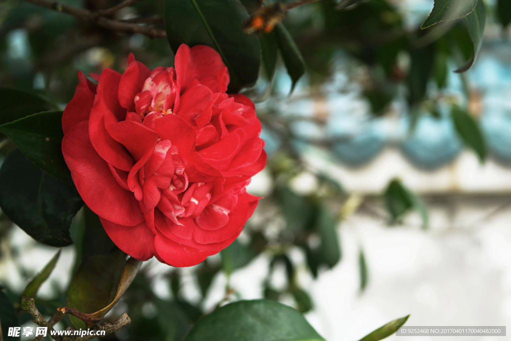 茶花