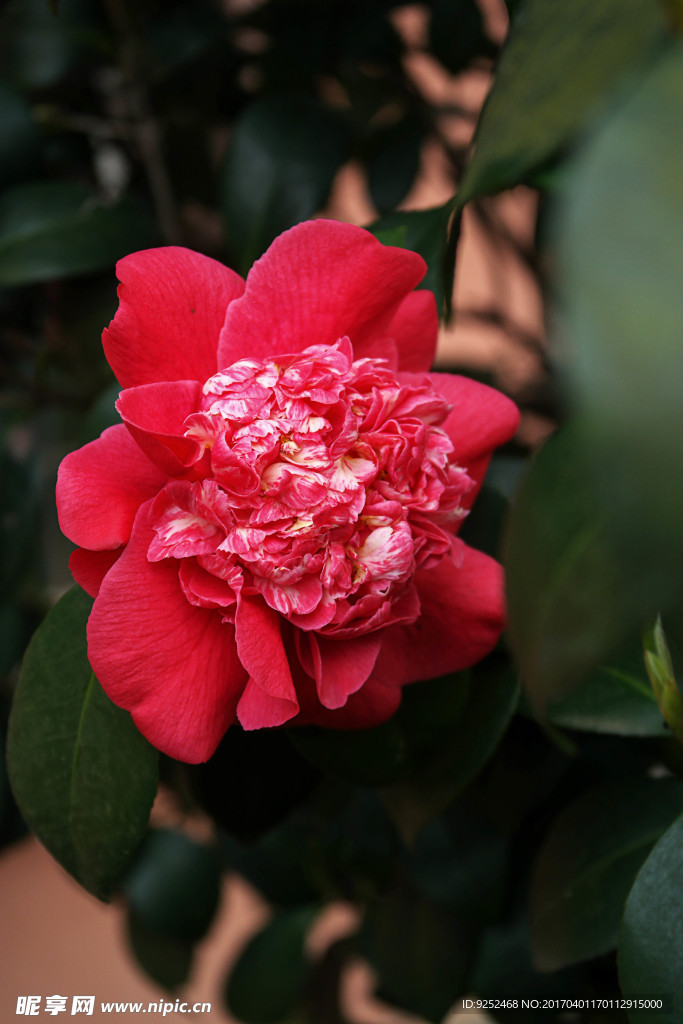 茶花