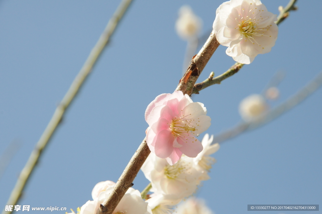 梅花