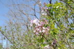 丁香花