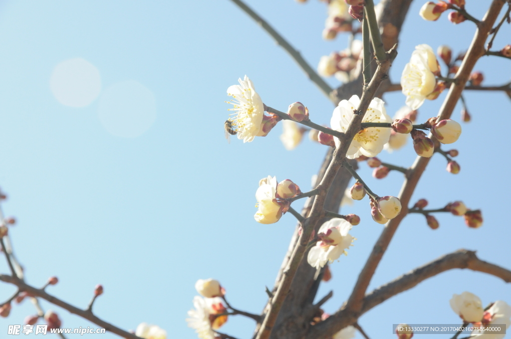 梅花