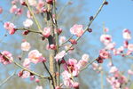 梅花
