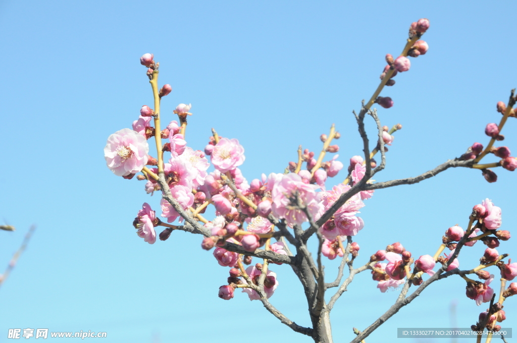 梅花