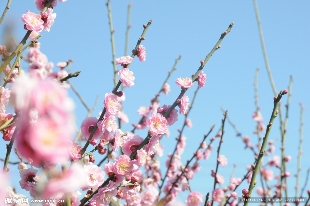 梅花